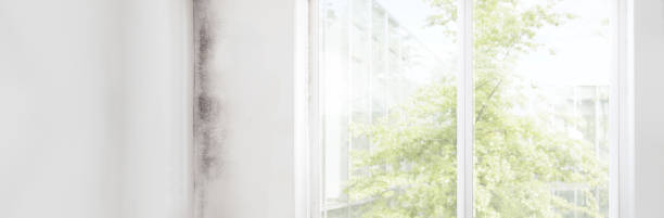 Trusted Marshville, NC Mold Removal Experts